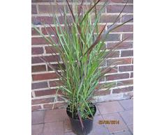 Panicum virgatum Cheyenne Sky - Rutenhirse Cheyenne Sky