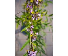 Hänge-Sommerflieder 60-100 cm Busch für Sonne-Halbschatten Zierstrauch lila-violett blühend Terrassenpflanze winterhart 1 Pflanze im Topf