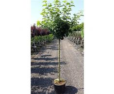 Apfel Baum Cox Orange Renette Malus domestica im 7,5l Topf gewachsen 150-200cm Obstbaum winterhart