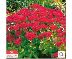 Qulista Samenhaus - 100pcs Fetthenne Herbstfreude Schmetterlinge bienenfreundlich, XL-Qualität Blumensamen mehrjährig winterhart Für Beet und Kübel