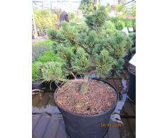 Pinus parviflora Kinpo - Zwergkiefer Kinpo