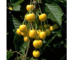 Obstbaum Kirsche Kirschbaum Busch Form gelb Dönissens gelbe Knorpelkirsche - hochwertige Baumschul Qualität direkt vom Fachhändler