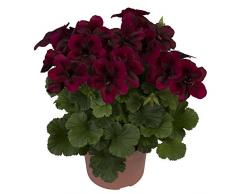 Keland Garten - Duftend Selten 50 Stück Geranie Pelargonium Blumensamen mehrjährig winterhart, beliebteste Balkonpflanze für Beete, Rabatten, Kübel und viele Gefäße