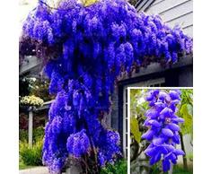 Soteer Garten- Echt Wisteria Sinensis Samen Blauregen Zierbaum Gartenpflanze Saatgut entzückend blütend winterhart mehrjaehrig aus China und Japan