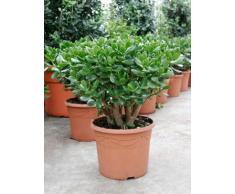 Geldbaum, ca. 50 cm, Balkonpflanze wenig Wasser, Terrassenpflanze sonnig, Kübelpflanze Südbalkon, Crassula ovata, im Topf