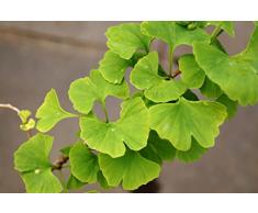 Ginkgobaum Fächerblattbaum Ginkgo biloba Containerware 80-100 cm