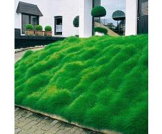 Ultrey Samenshop - 100 Stück Exotisch Bärenfellgras Samen Schwingel Ziergras Samen Chinaschilf (Miscanthus sinensis) Zierpflanzen Grassamen winterhart mehrjährig
