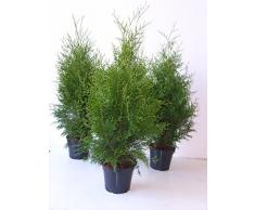 Thuja Brabant sehr dichte Heckenpflanze 60-80cm 2l Topf gewachsen