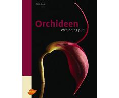 Orchideen - Verführung pur