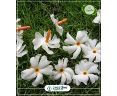 FERRY Hohe Wachstum Seeds Nicht NUR Pflanzen: Seed Parijat Heiliger/Samen- Hindu Mythologying Samen Küche Gärten Samt 5Indoor, Outdoor-Küche Garten Seed (5 pro Paket)