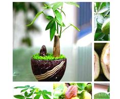 Shopmeeko 50 Teile/paket Pachira Macrocarpa bonsai 100% Wahre Bonsai Baum bonsai Indoor Geld Baum Dosenpflanze Für Mini Garten Und Büro Des: Hellgrün