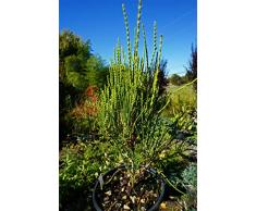 GEOPONICS Green Combo mit Zwei 4 Mini Jade Prebonsai BÃ¤ume in 4 TÃ¶pfe!