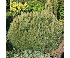 Zwerg Kiefer Moepschen 25-30cm - Pinus mugo