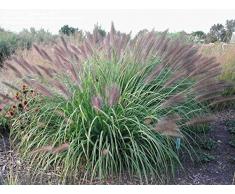 3 x Pennisetum alopecuroides Red Head 1 Liter (Ziergras/Gräser/Stauden) Lampenputzergras