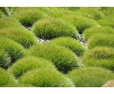 3 x Festuca gautieri (Ziergras/Gräser/Stauden) Bärenfellgras
