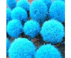 Cioler 200pcs Sommerzypresse Samen Ziergras Saatgut Kochia scoparia Zierpflanze für Garten Bodendecker Winterhart Mehrjährig