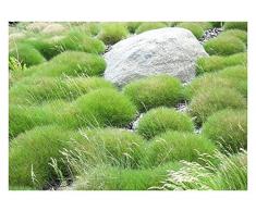 3 x Festuca gautieri ‚Pic Carlit‘ (Ziergras/Gräser/Stauden) Bärenfellgras ab 1,49 € pro Stück