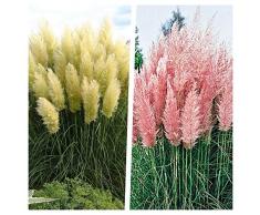 2 x Cortaderia selloana 1 Liter(Ziergras/Gräser/Stauden) Pampasgras
