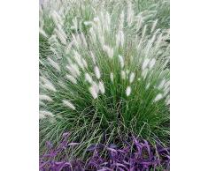 1 x Pennisetum alopecuroides XXL Topf (Ziergras/Gräser/Stauden) Lampenputzergras 5 Liter Topf