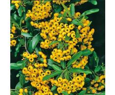 Feuerdorn Soleil dor Pyracantha Gelb  Immergrüne Pflanze als Sichtschutz-Hecke - Heckenpflanze/Kletterpflanze von Garten Schlüter - Pflanzen in Top Qualität