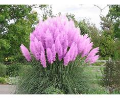 PAMPASGRAS - ca.150 Samen - Cortaderia selloana - Ziergras - der absolute Blickfang in jedem Garten