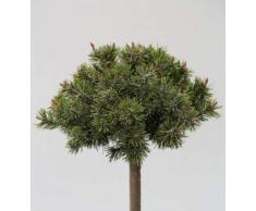 Hochstamm Flache Zwerg Kiefer March 40-60cm - Pinus mugo