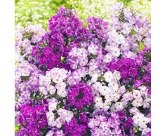 Qulista Samenhaus - Rarität Duftend Zauberphlox Freckle Blue Shades Bodendecker Blau Gartenstaude Blumensamen pflegeleicht winterhart mehrjährig