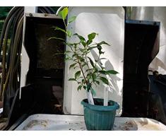 Bio-Saatgut Nicht nur Pflanzen: Ginseng Ficus (Ficus Retusa/Chinesischer Feige) # 3 Pre-Bonsai KANN Nicht ZU CA VON Fährschiff