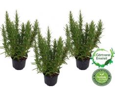3 Rosmarin Pflanzen im 12 cm Topf - Rosmarinus officinalis, Rosmarin, Marktfrisch