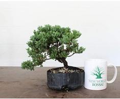 FERRY Bio-Saatgut Nicht nur Pflanzen: Bonsais, grüner Hügel Juniper, Nana, Prebonsai, Shohin mit d