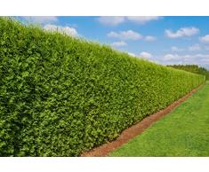 Heckenpflanze - Thuja occidentalis BRABANT - Topfware - verschiedene Größen (120-140cm)