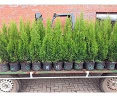 Edel Thuja Smaragd immergrüner Lebensbaum Heckenpflanze Zypresse im Topf gewachsen 100-120cm (10 Stück)