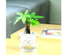 Shopmeeko 50 Teile/paket Pachira Macrocarpa bonsai 100% Wahre Bonsai Baum bonsai Indoor Geld Baum Dosenpflanze Für Mini Garten Und Büro Des: Grün