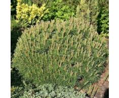 Zwerg Kiefer Moepschen 30-40cm - Pinus mugo