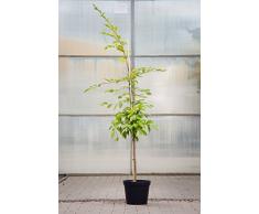 Hainbuche 125-150 cm Busch für Sonne-Halbschatten Heckenpflanze grünes Laub Gartenpflanze Sichtschutz 1 Pflanze im Topf