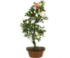 Satsuki Azalee Meihou, Prebonsai, 21 Jahre, 63cm