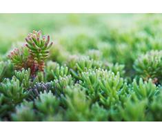 Fetthenne, Lizard, Sedum rubens 20 Samen