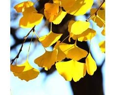 Tomasa Gartensamen- Golden Ginkgo Baum Samen Fächerblattbaum Pflanzensamen Bonsai Baum Samen winterhart mehrjährig Exotischer Ginkgo Pflanzen