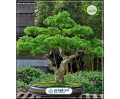 Pinkdose Vilaiti Siris Zierbaum Küche Garten Pflanzensamen 10Indoor, Outdoor-Küche Garten Pflanzensamen Seed