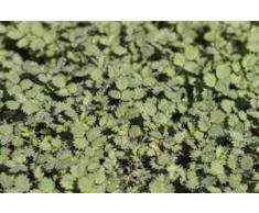 Acaena buchananii Blaugrünes Stachelnüsschen Gartenstaude im Topf gewachsen