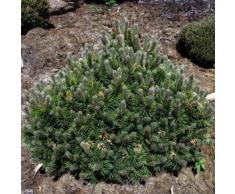 Flache Zwerg Kiefer March 25-30cm - Pinus mugo