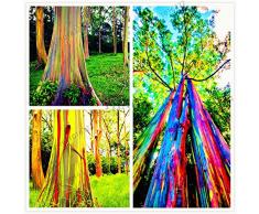 Elitely 100 Teile/beutel Hawaii Regenbogen Eukalyptus Baum, Echte Schne Zierbaum, Einfach Zu Wachsen