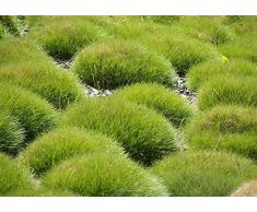 10 x Festuca gautieri (Ziergras/Gräser/Stauden) Bärenfellgras ab 1,99 € pro Stück