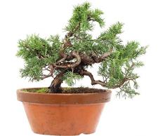 Chinesischer Wacholder Shimpaku, Prebonsai, 15 Jahre, 30cm