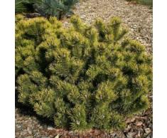 Gelbe Zwergkiefer Ophir 15-20cm - Pinus mugo