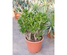 Geldbaum, ca. 60 cm, Balkonpflanze wenig Wasser, Terrassenpflanze sonnig, Kübelpflanze Südbalkon, Crassula gollum, im Topf