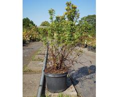 Fingerstrauch Mango Tango 30-40 cm Strauch für Sonne Zierstrauch gelb-orange blühend Terrassenpflanze winterhart 1 Pflanze im Topf
