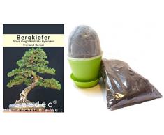 Seedeo Bonsai Anzuchtset Bergkiefer (Pinus mugo rostrata)