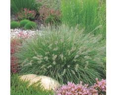 5 x Pennisetum alopecuroides Hameln 1 Liter (Ziergras/Gräser/Stauden) Lampenputzergras ab 3,19 pro Stück
