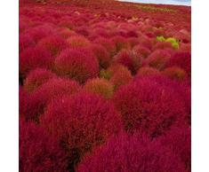 Beautytalk-Garten 200pcs Rasensamen Kochia Scoparia Samen Wild Rasen Ziergras Samen Bärenfellgras Samen Bodendecker winterhart mehrjährig